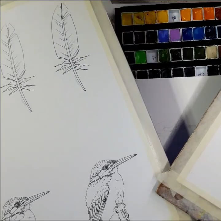 ijsvogelb