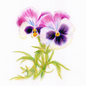 vioollightfast5